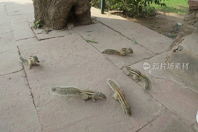 这是印度北方邦阿格拉堡花园中，匆忙奔跑的印度棕榈松鼠、讨厌的啮齿动物、吃饼干屑和争夺饼干屑的画面