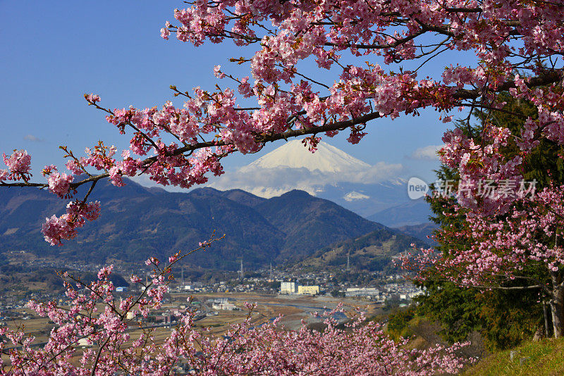 富士山和樱花