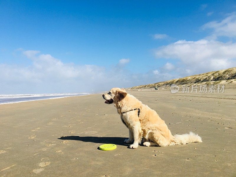 海滩上的金毛寻回犬