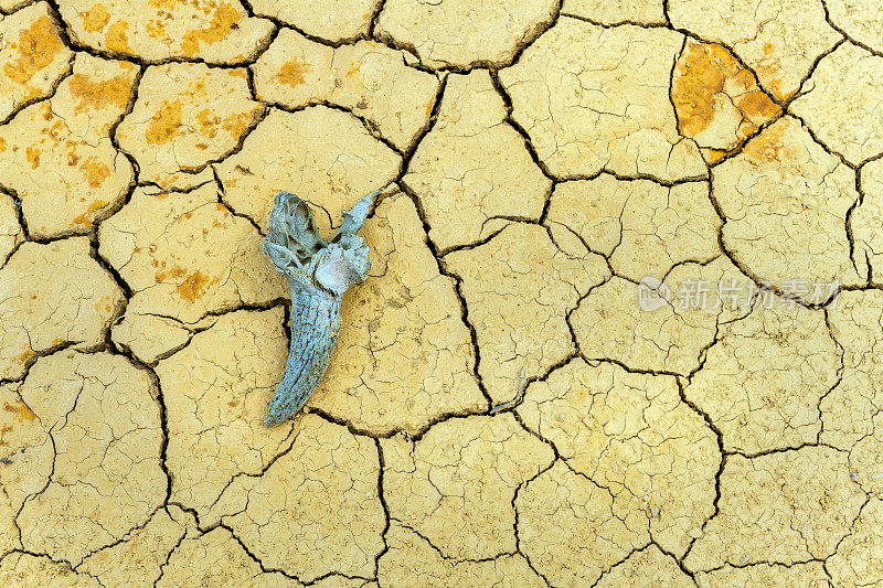 塞尔维亚沙漠中干裂的土地