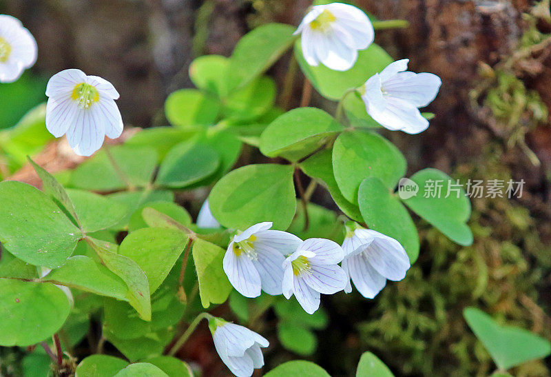 春天的野花