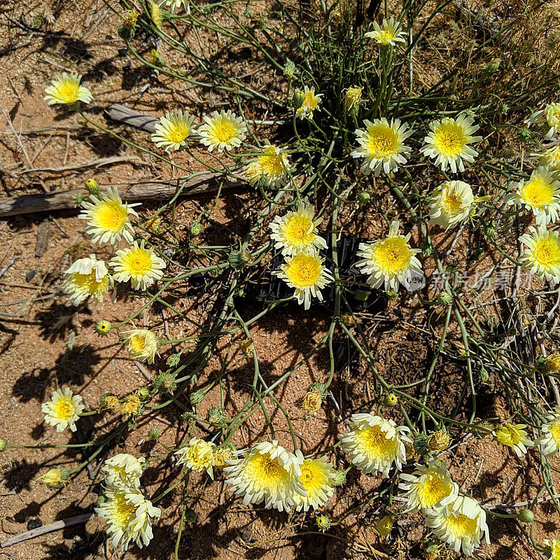 加利福尼亚爱德华兹空军基地附近的沙漠上黄色的野花