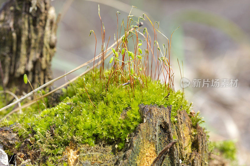 森林树桩上的绿色苔藓。特写镜头