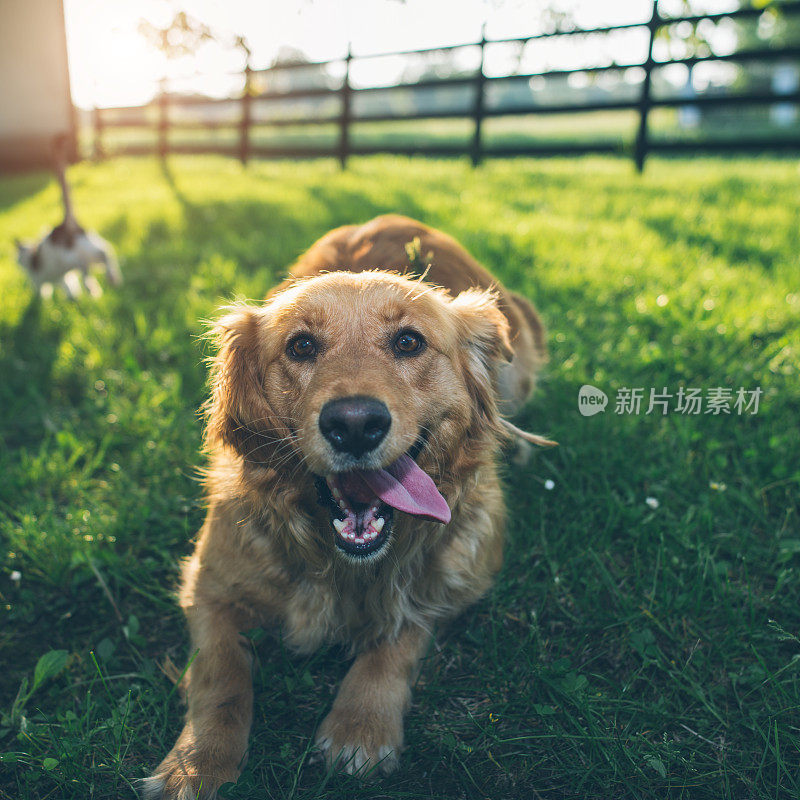 金毛猎犬