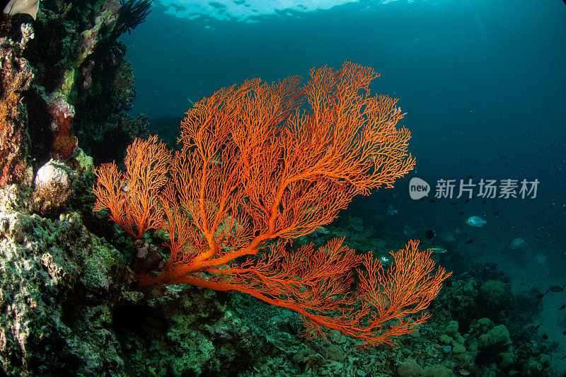 热带水族馆，热带水域海葵大近距离触须