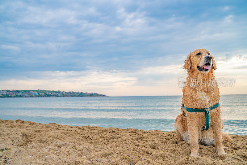 日出时，一只快乐的金毛猎犬站在沙滩上，背景是大海和索佐波尔镇