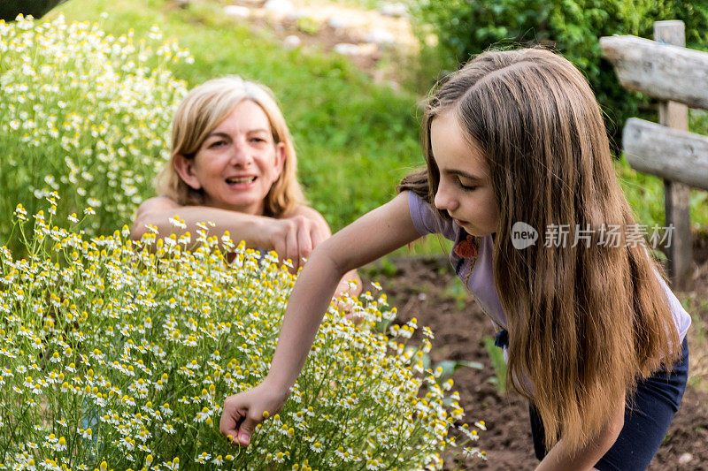 母亲和女儿在春天的花园里采洋甘菊