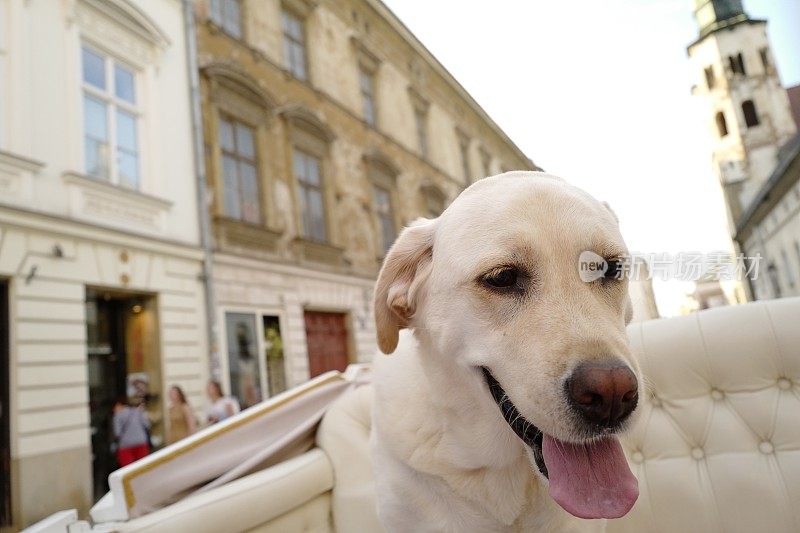 乘坐马车的拉布拉多寻回犬