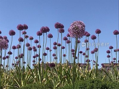 灯泡的花