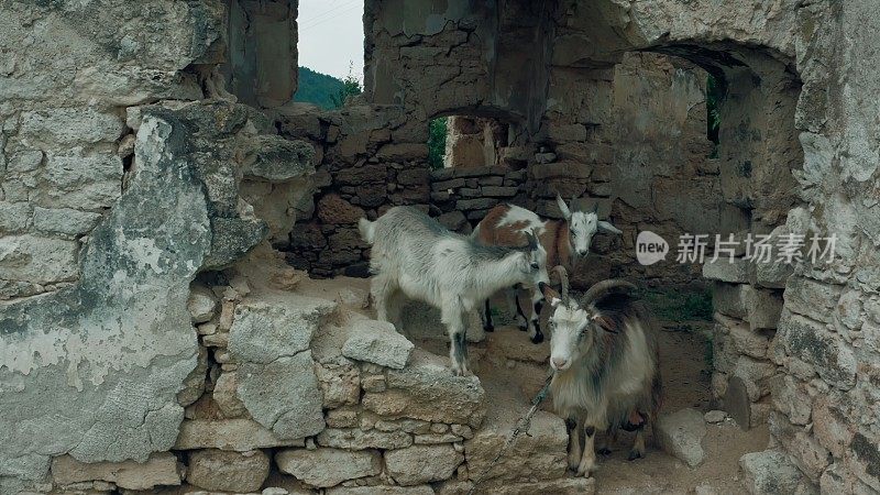 一只山羊带着两只小山羊躲在一座旧建筑的石头废墟里