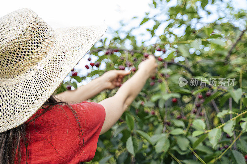 夏天快乐。不只是纯素食者才吃樱桃。