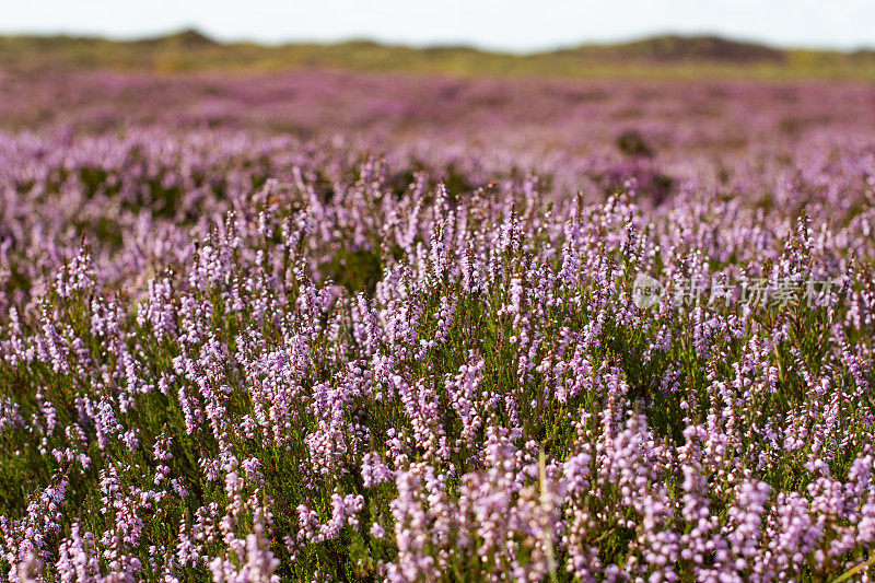 石南花盛开在丹麦西海岸和北海Fanø岛的沙丘上