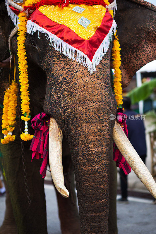 在彭世洛的泰国大象
