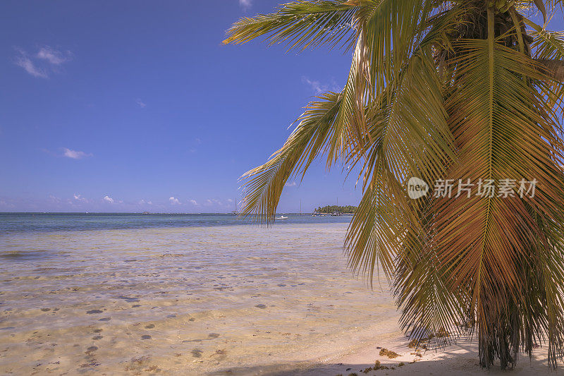 夏季天堂:热带海滩与游艇-蓬塔卡纳，加勒比