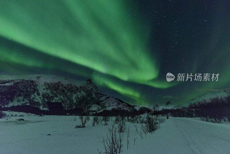 北极光，北极光或北极光在夜空中在罗浮敦群岛在挪威北部