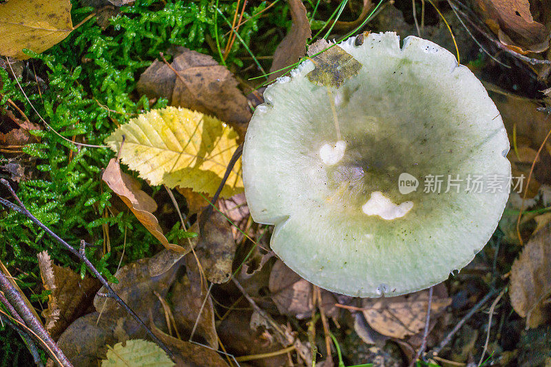 欧洲森林蘑菇-红菇属蘑菇
