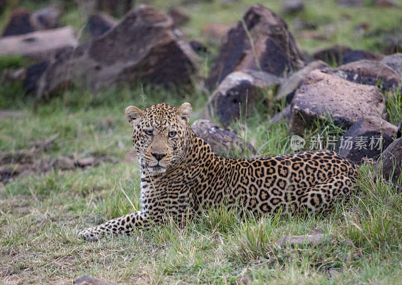 与豹子在肯尼亚马赛马拉狩猎。