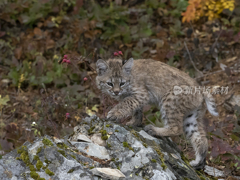 山猫小猫自然秋季设置在山顶岩石