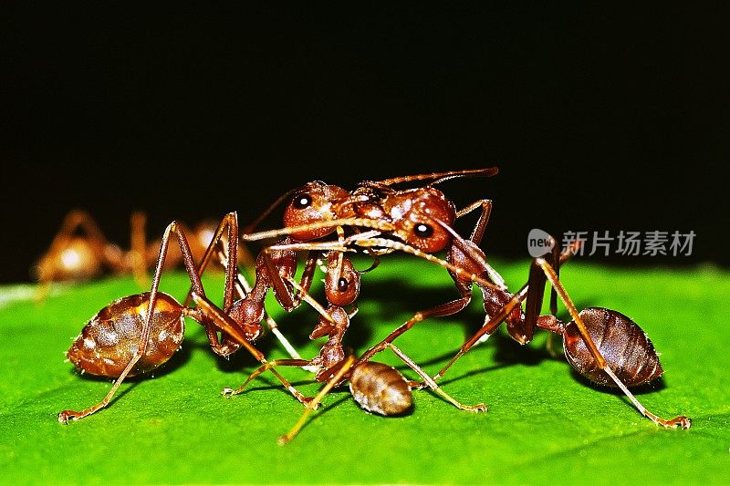 3只蚂蚁在树叶上交流。