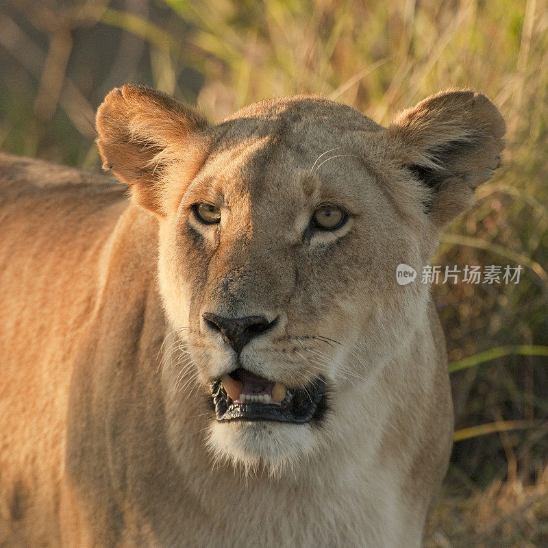 肯尼亚马赛马拉，一只母狮的头