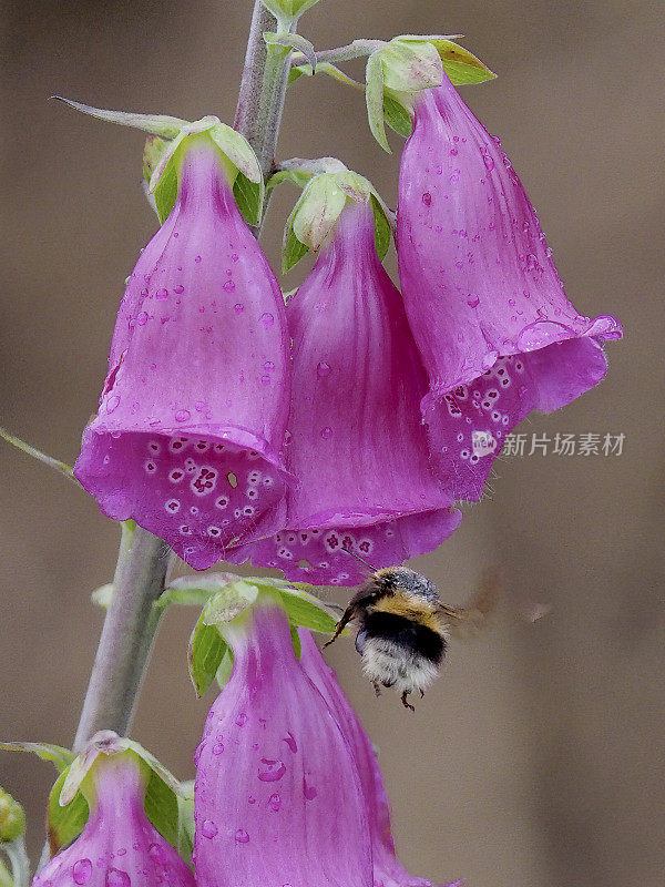 一只大黄蜂在紫色的毛地黄花丛中游荡