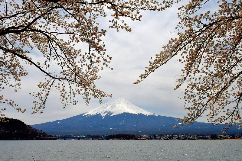 富士山和川口湖的樱花