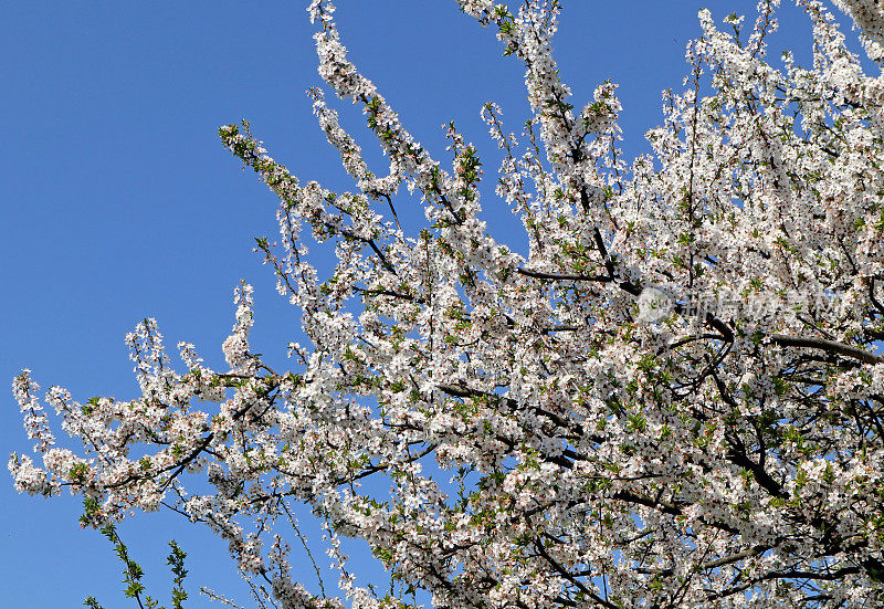 苹果树在春天开花