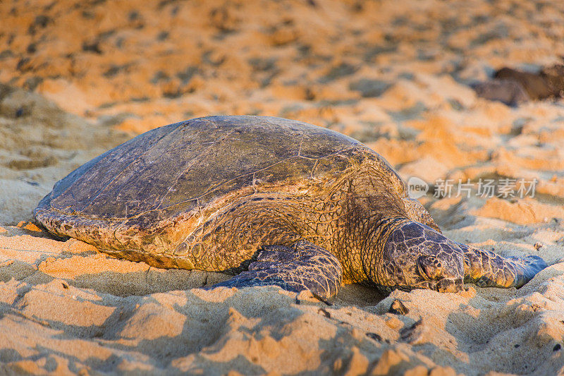 夏威夷考艾岛波伊普海滩上的绿海龟