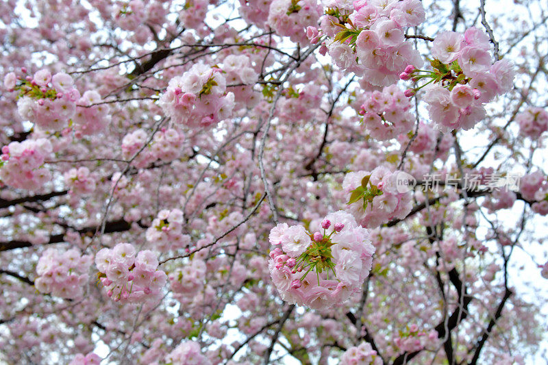 重瓣樱花