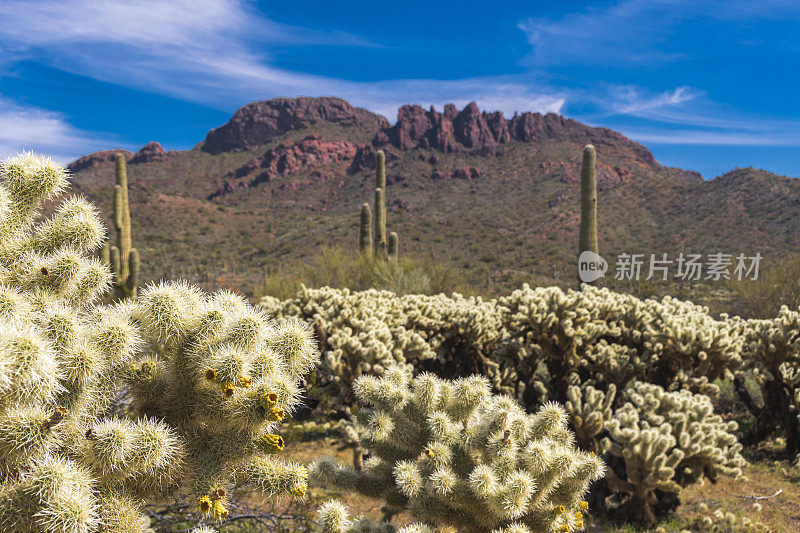 索诺兰沙漠的风景