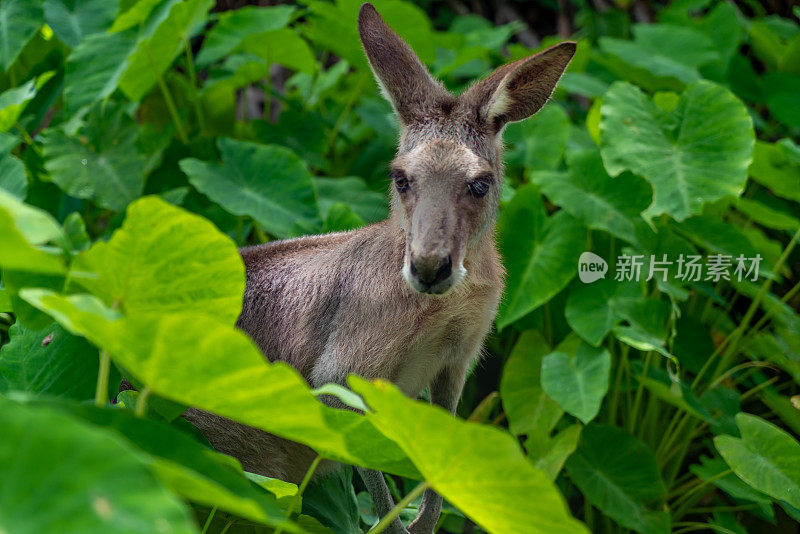 澳大利亚昆士兰库兰达丛林中的袋鼠