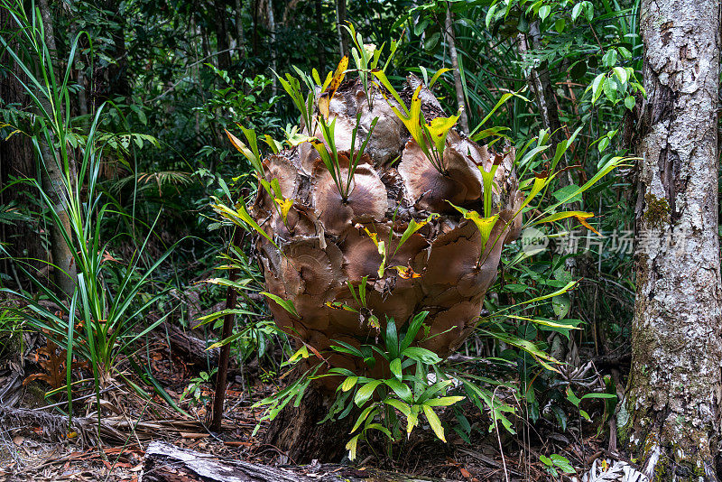 澳大利亚昆士兰库兰达雨林中的鹿角蕨。