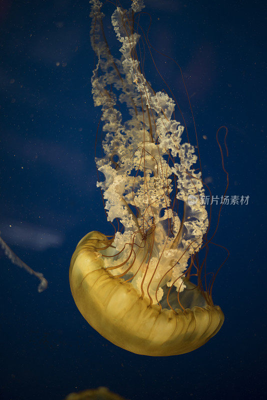 太平洋海荨麻