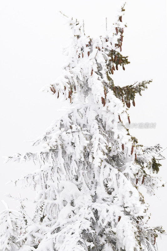 在一个阴天降雪的挪威Hafjell滑雪场的滑雪坡道上，一棵被雪覆盖的云杉和许多松果