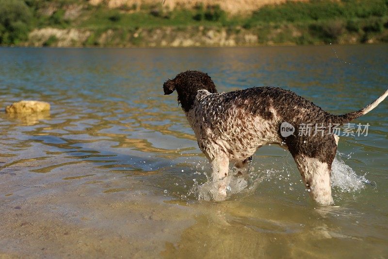 一只母狗在湖里游泳