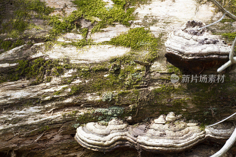 背景-自然-树干苔藓和真菌