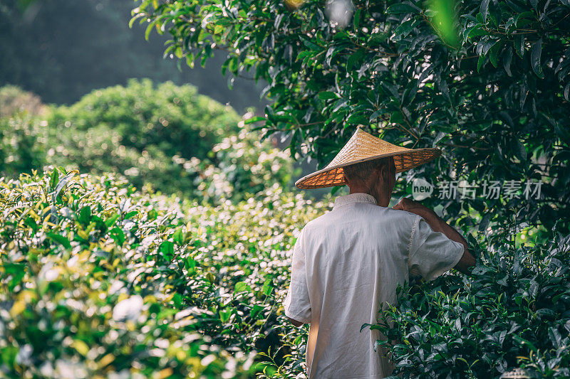 戴着亚洲传统帽子的老人在种植园里采茶