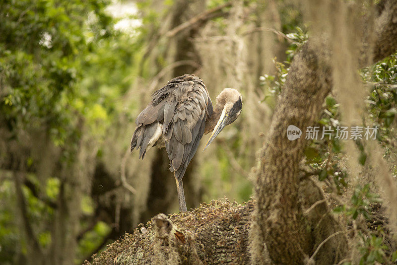 大蓝鹭在梳理羽毛的同时，栖息在橡树枝和复活蕨类植物上