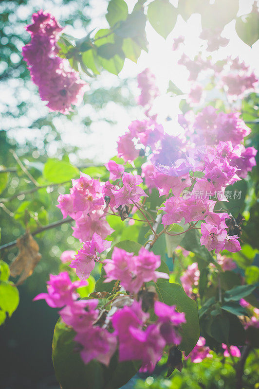 九重葛花与阳光