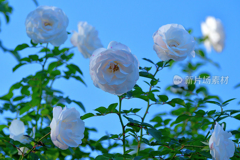 玫瑰花映衬蓝天