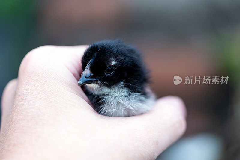 小鸡在手里