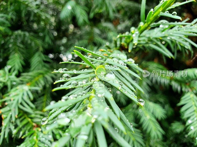 水珠垂落在紫杉树上