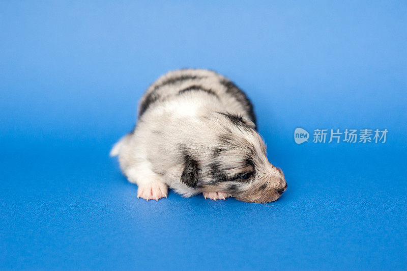 设得兰牧羊犬幼犬三周大在蓝色背景