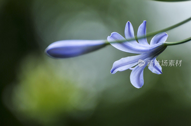 蓝色的爱情花花