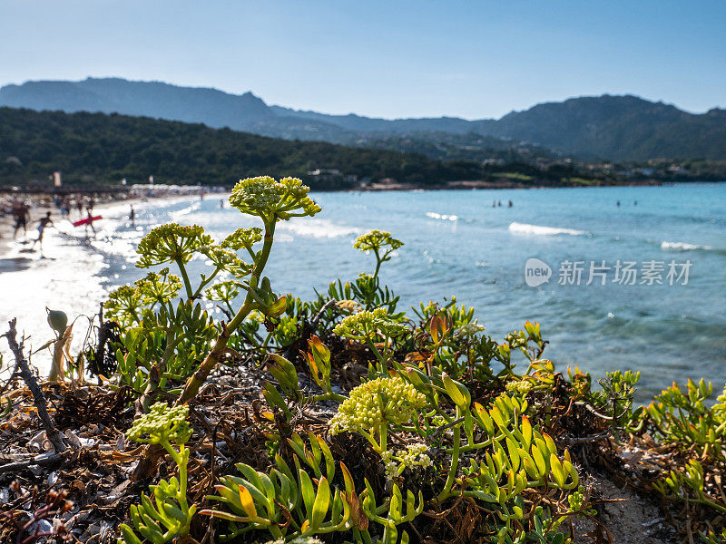 在撒丁岛海滨