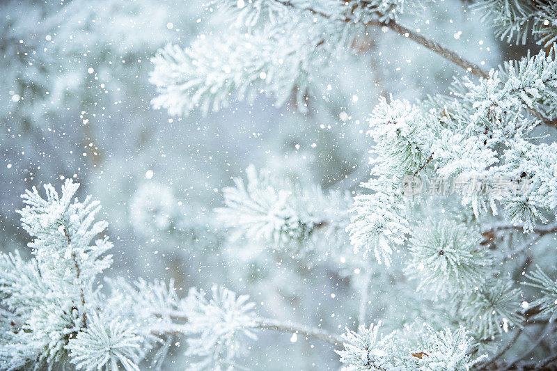 冬天的景象——结了霜的松枝上覆盖着一层雪。树林里的冬天