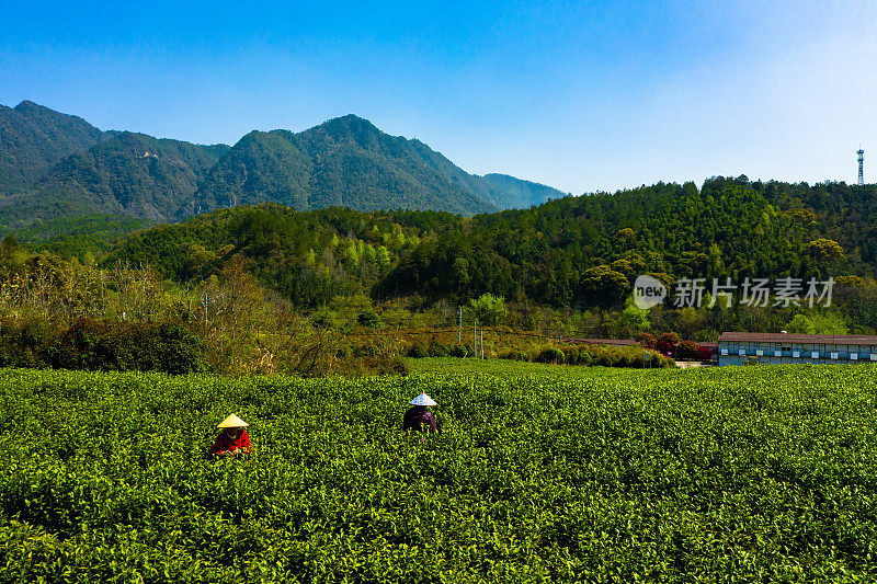 大茶园景