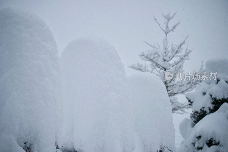 树被大雪覆盖