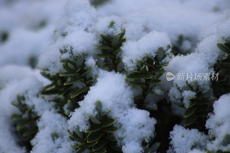 雪在灌木