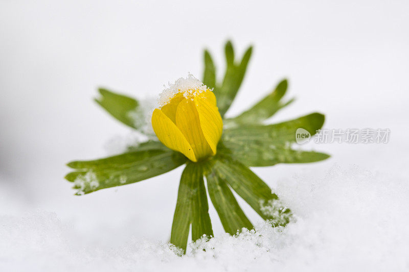 冬附子在花在花园里的雪